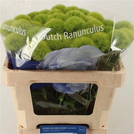 Гвоздика-Dianthus-Barb Green Trick-50cm 462cc00f-4f75-11f1-0a80-0be80024158e