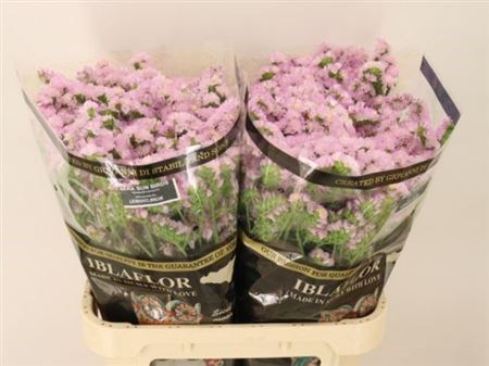 Лимониум-Limonium-S Sera Sun Birds-80cm-80gr 465100c6-4f75-11f1-0a80-0be800241591