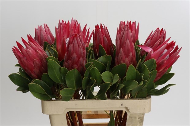 Протея-Protea-Cynaroides Madiba-60cm 4672d8c3-4f75-11f1-0a80-0be8002415a1