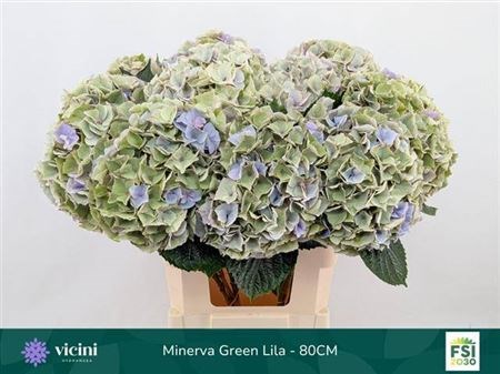 Гортензия-Hydrangea-M My Minerva Cl-80cm 46fb9f1e-4f75-11f1-0a80-0be8002415c8