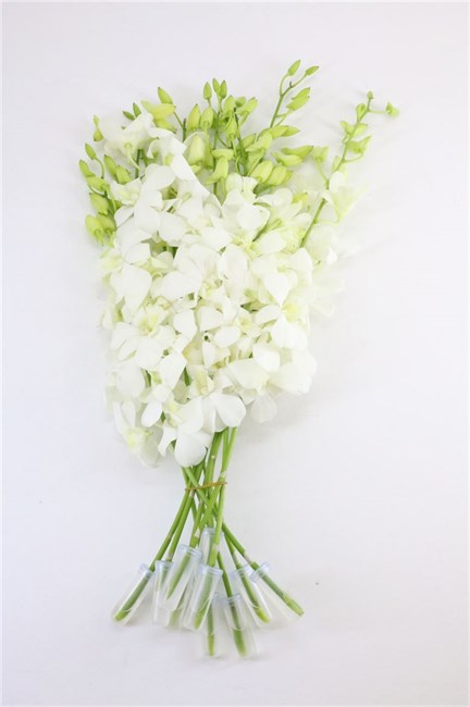 Дендробиум-Dendrobium-Big White S-45cm 47515928-4f75-11f1-0a80-0be8002415d1