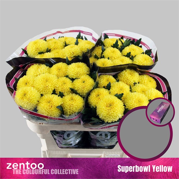 Хризантема одн-Chrysant Gr-Superbowl Yellow-70cm-75gr 475f8dd1-4f75-11f1-0a80-0be8002415da