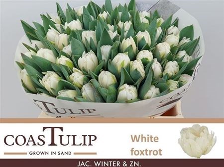 Тюльпан-Tulip-Du White Foxtrot-38cm-36gr 4898bbc7-3373-11f1-0a80-11d6000062d3