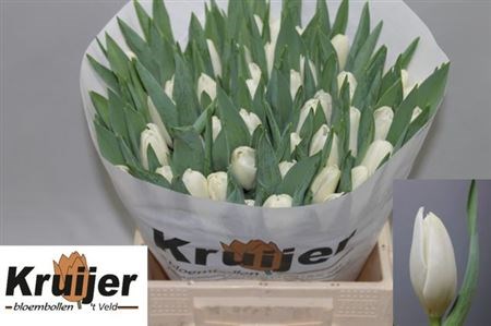 Тюльпан-Tulip-En Kosmos-40cm-42gr 48abe45e-3373-11f1-0a80-11d6000062d9