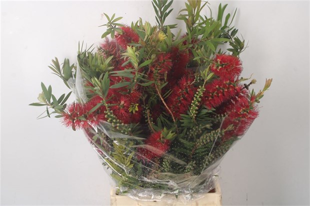 Каллистемон-Callistemon Per Bunch-60cm-300gr 4b71dae6-4ae7-11f1-0a80-0dec006479fa