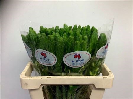 Орнитогалум-Ornithogalum-Thy White Star-55cm 4b926a85-4ae7-11f1-0a80-0dec00647a00