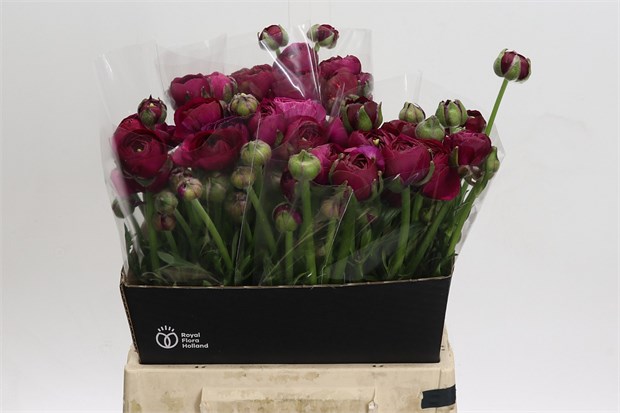 Ранункулус-Ranunculus-Amandine Violine-42cm-52gr 4b9f6c13-4ae7-11f1-0a80-0dec00647a03