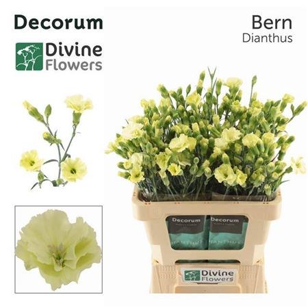 Гвоздика-Dianthus-Te Solomio Bern-60cm 4bc32062-4ae7-11f1-0a80-0dec00647a06