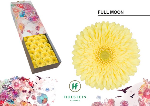 Гербера-Gerbera-Gr Full Moon Diamond X45-50cm 4ea3419c-2f39-11f1-0a80-01b300058fc4