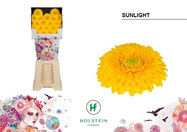 Гербера-Gerbera-Mb Gerponi Sunlight Diamond X80-50cm 4ea6e25a-2f39-11f1-0a80-01b300058fc7