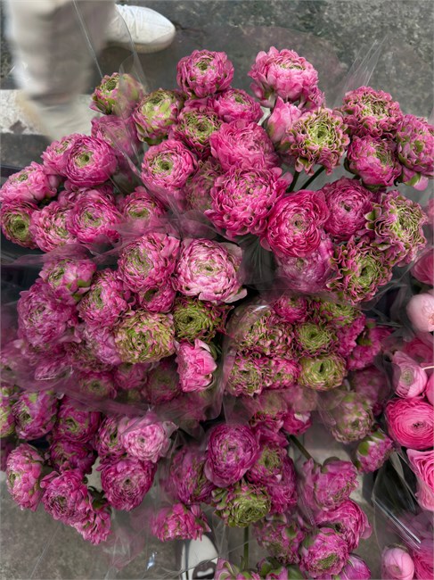 Ранункулюс розово-зеленый (Краснодар) 4eac202a-269a-11f1-0a80-1ac2002abeb5