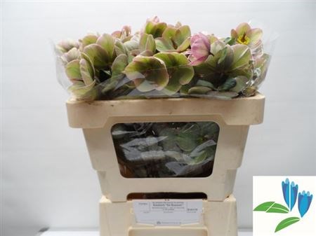 Хеллеборус-Helleborus-Frk Baylis Blus-50cm 50b2cff3-148d-11f1-0a80-1761003f69f6