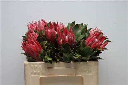 Протея-Protea-Cy Madiba-50cm 50d13e7c-148d-11f1-0a80-1761003f6a0b