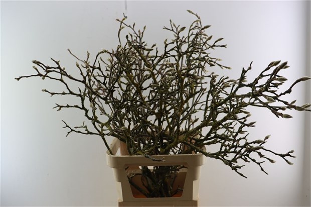 Магнолия-Magnolia-Grandiflora Grillig-120cm 5105add1-148d-11f1-0a80-1761003f6a1d