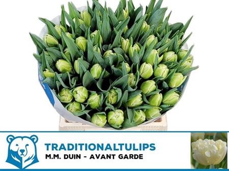 Тюльпан-Tulip-Du Avant Garde_white-36cm-30gr 51091a4b-148d-11f1-0a80-1761003f6a20
