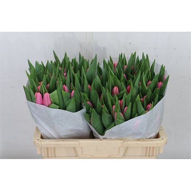 Тюльпан-Tulip-En Tresor-40cm-41gr 512bdefd-148d-11f1-0a80-1761003f6a37