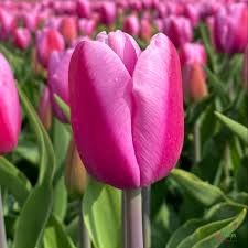 Тюльпан-Tulip-En Argos_-40cm-45gr 51387504-148d-11f1-0a80-1761003f6a43