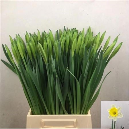 Нарцис-Narcissus-T Las Vegas-46cm-35gr 516400a7-148d-11f1-0a80-1761003f6a5f