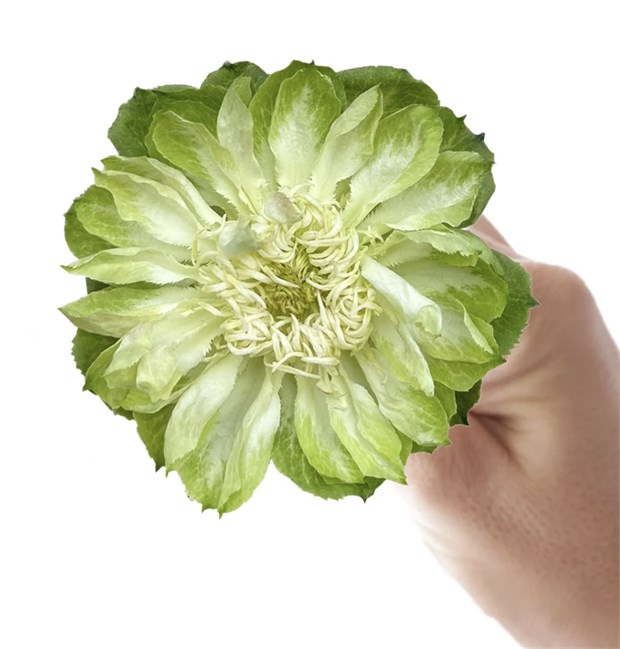 Роза-Rosa-Veggie-60cm-RA 56b673a9-1492-11f1-0a80-0513001f50ef