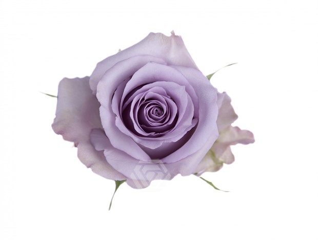 Роза-Rosa-Ocean Song-60cm-NF 56c1c91d-1492-11f1-0a80-0513001f50f5