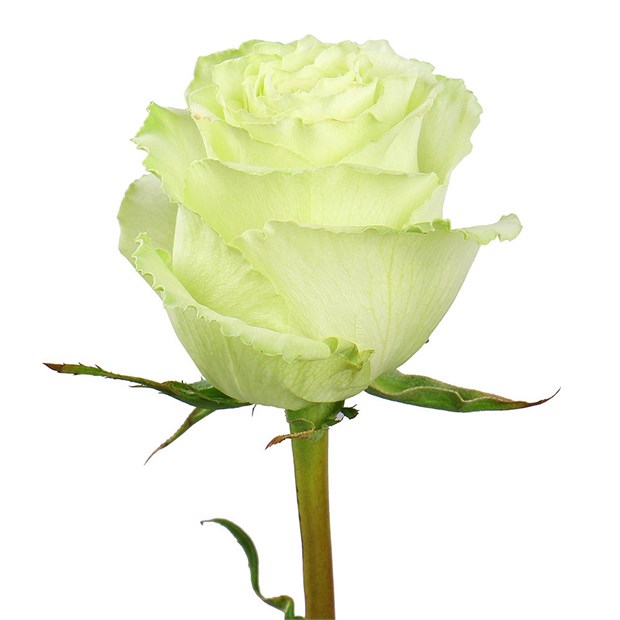 Роза-Rosa-Lemonade-60cm-BA 56c7fe91-1492-11f1-0a80-0513001f50fb