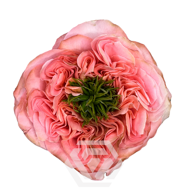 Роза-Rosa-Mandarin XPression-70cm-BA 56d12824-1492-11f1-0a80-0513001f5104