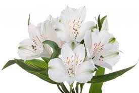 Альстромерия-Alstroemeria-Winterfell-70cm-QA 571b018a-1492-11f1-0a80-0513001f510a