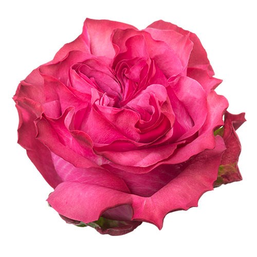 Роза-Rosa-Country Blues-70cm-QA 57220304-1492-11f1-0a80-0513001f510d