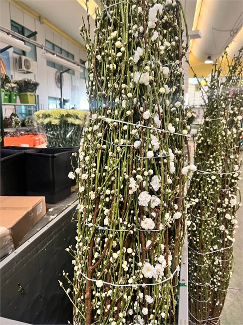 Прунус-Prunus-Peach White-CE 57a4efda-2388-11f1-0a80-054200038370