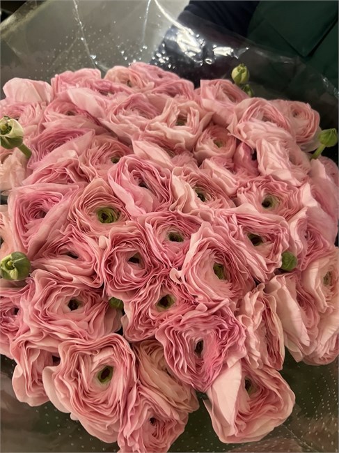 Ранункулус-Ranunculus-Cloni Madame-CE 57bb61a5-2388-11f1-0a80-054200038376