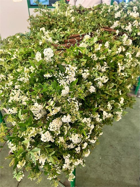 Спирея-Spirea-200gr-CE 57d1241c-2388-11f1-0a80-054200038379