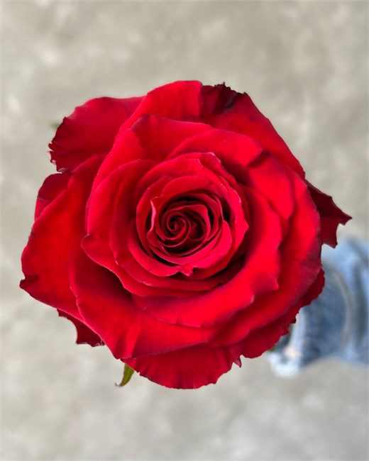 Роза-Rosa-Born Free-50cm-CN 58914158-1492-11f1-0a80-0513001f5125