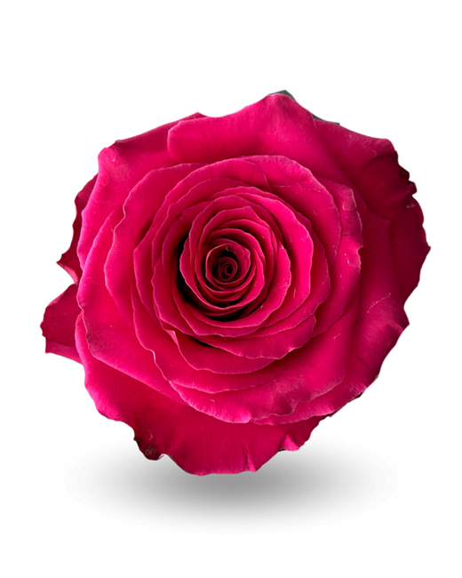 Роза-Rosa-Born Beauty-50cm-CN 58b5925e-1492-11f1-0a80-0513001f5134