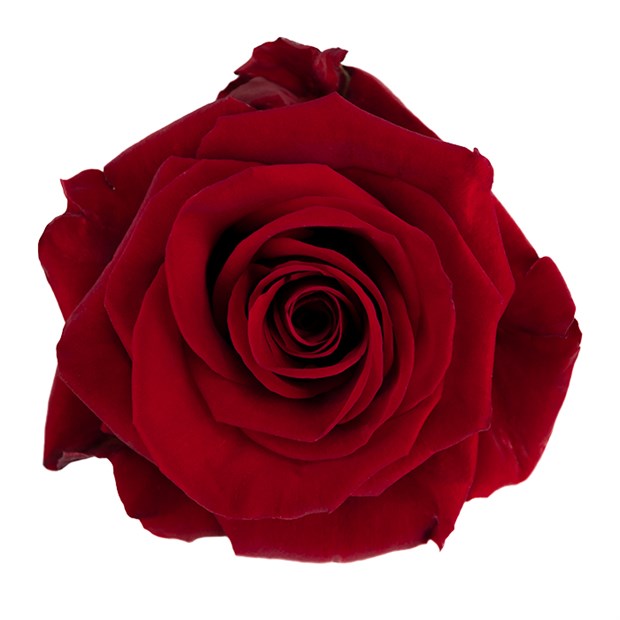 Роза-Rosa-Redvolution-50cm-CN 58d0af14-1492-11f1-0a80-0513001f513d