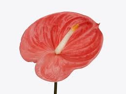 Антуриум-Anthurium-Farao 5ab9b882-3fb3-11f1-0a80-03b30006b530
