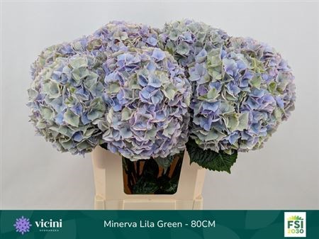 Гортензия-Hydrangea-M My Minerva Cl--80cm 5b04d369-506c-11f1-0a80-138500132cf6