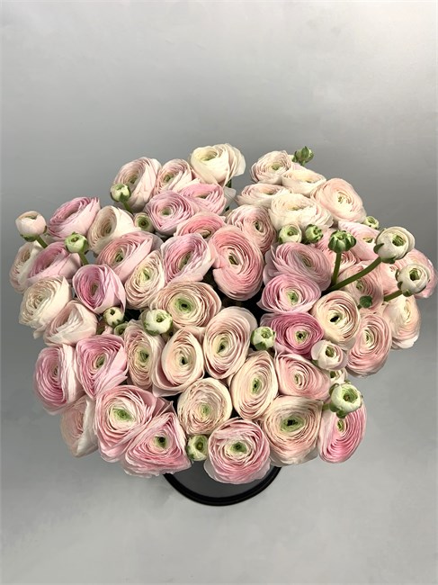 Ранункулус-Ranunculus-Cloni Hanoi-/CE 5cc4cc3d-1af7-11f1-0a80-16a50025adef