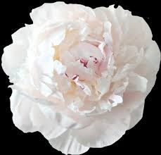 Пион-Peony-Odile-55cm-ST 60d327e2-4de3-11f1-0a80-0bc50075849e