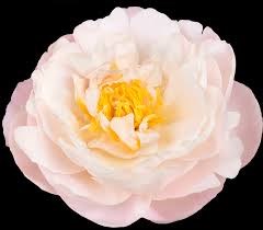 Пион-Peony-Miss America-55cm-ST 60d7f8ea-4de3-11f1-0a80-0bc5007584a1