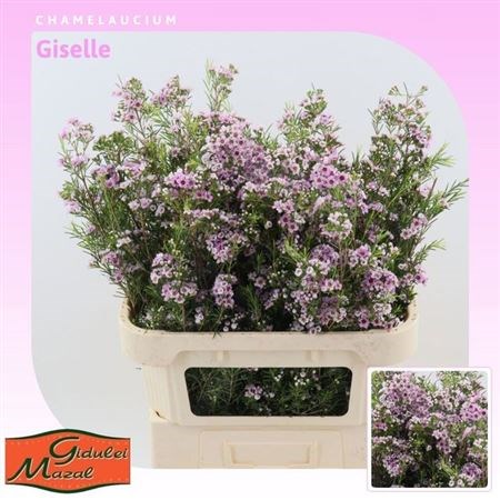 Ваксфлауэр-Chamelacium-Giselle-80cm-100gr 618fa5e7-4882-11f1-0a80-0bad000b33ce