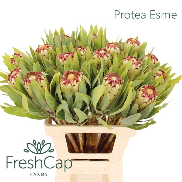 Протея-Protea-Esme-60cm 61e492ce-2763-11f1-0a80-11a100040b61