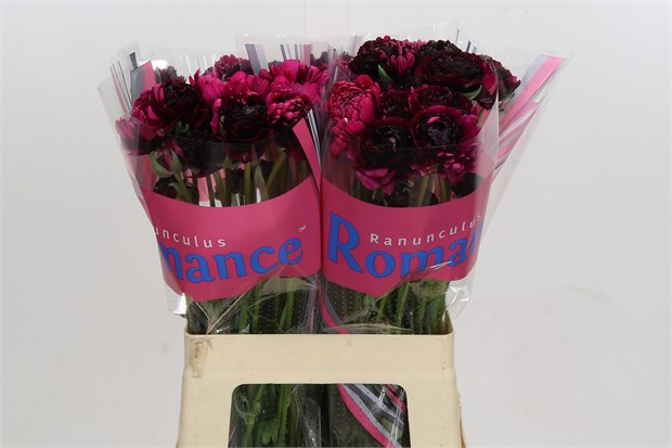 Ранункулус-Ranunculus-Brushmark Braga-60cm-25gr 61eb7d45-2763-11f1-0a80-11a100040b67