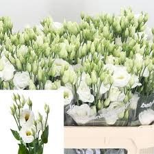 Лизиантус G-Lisianthus-Rosi White-70cm 620dc9c5-4882-11f1-0a80-0bad000b33da