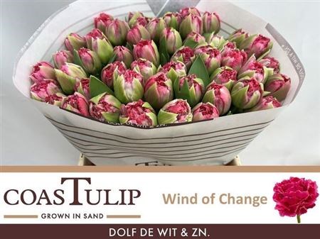 Тюльпан-Tulip-Du Ov-43cm-43gr 62424ce6-2763-11f1-0a80-11a100040b7c