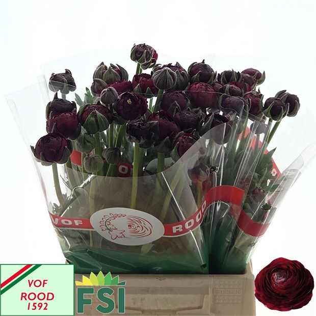Ранункулус-Ranunculus-Aazur Bordeaux-46cm-65gr 629600f5-381e-11f1-0a80-056700265365
