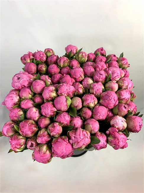 Пион-Peony-Alex Flaming-50cm-CE 6a03952f-43e5-11f1-0a80-0d64002e3155