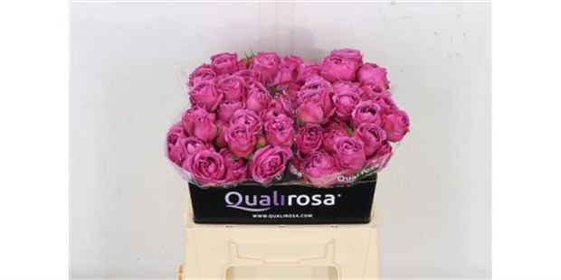 Роза куст-Rosa sp-Misty Bubbles-60cm 6b3785ea-29e6-11f1-0a80-0f4800252792