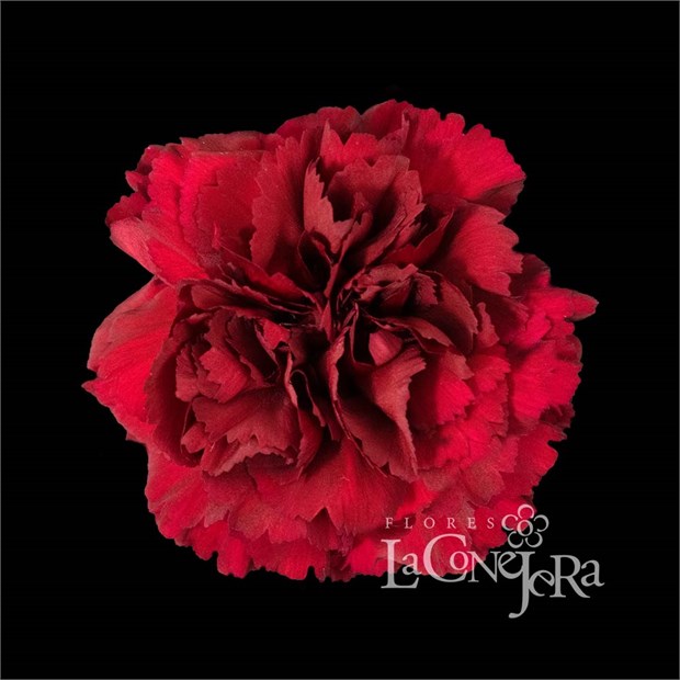 Гвоздика SE-Dianthus SE-Zurigo-FC 6cea61db-2f34-11f1-0a80-0e2a000b9d47