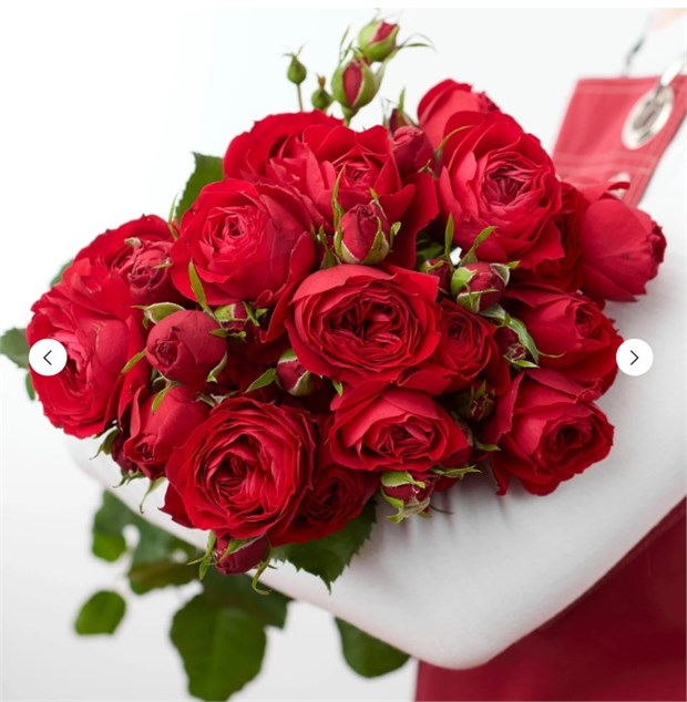 Роза куст. Скарлет Дайменшн 60см (Россия) 7597c686-268e-11f1-0a80-04250029e5c6