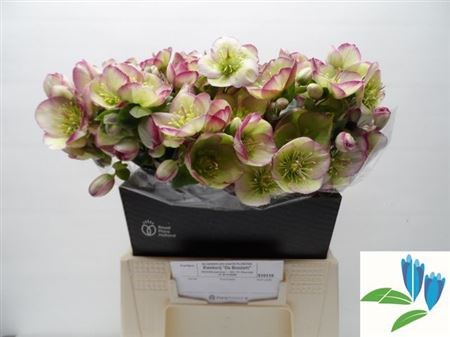 Хеллеборус-Helleborus-Frk Glenda Glos-45cm 7a2c9ac1-1c76-11f1-0a80-00f60022cf3d